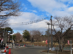 Columba livia domestica