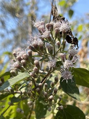 Ageratina cylindrica