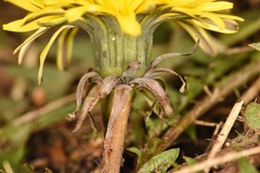 Taraxacum tenellisquameum