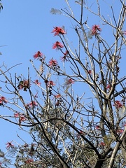 Erythrina americana