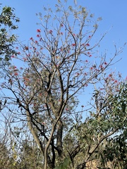 Erythrina americana