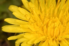 Taraxacum tenellisquameum