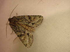 Ichneutica plena