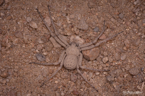 Sicarius tropicus