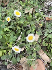 Erigeron procumbens