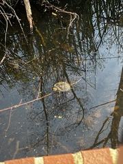 Trachemys scripta elegans