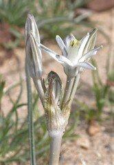 Androstephium breviflorum