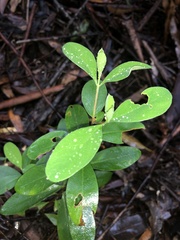 Pimelea