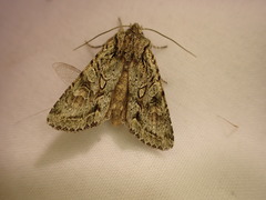 Ichneutica plena