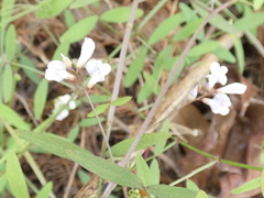 Vicia acutifolia