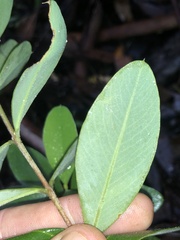 Pimelea