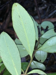 Pimelea