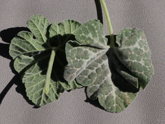 Cucurbita cordata