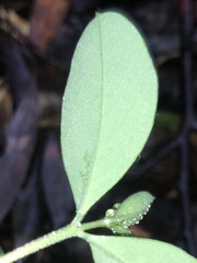 Pimelea