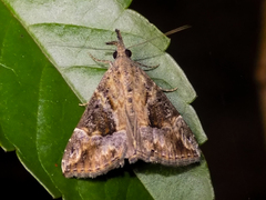 Hypena laceratalis