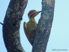 Piculus chrysochloros