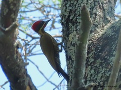 Piculus chrysochloros