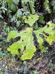 Petasites frigidus
