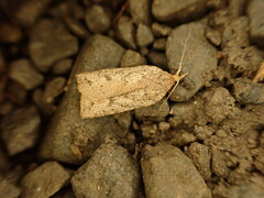 Planotortrix