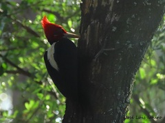 Campephilus leucopogon