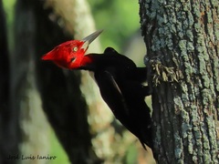 Campephilus leucopogon