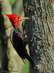 Campephilus leucopogon