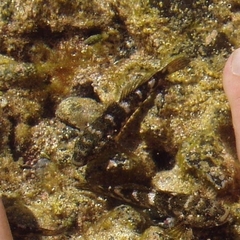 Mauligobius maderensis
