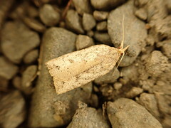 Planotortrix