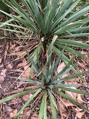 Yucca flaccida