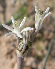Androstephium breviflorum