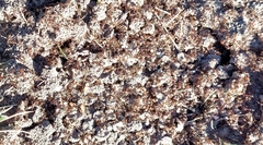 Solenopsis saevissima