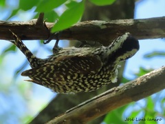 Dryobates mixtus