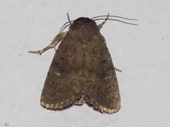 Amyna axis