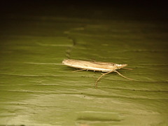 Orocrambus