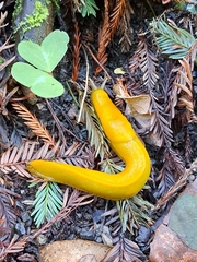 Ariolimax californicus