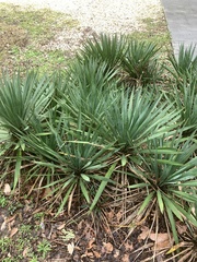 Yucca flaccida