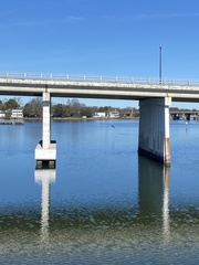 Pelecanus occidentalis