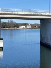 Pelecanus occidentalis