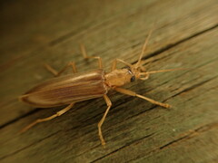 Oedemerinae
