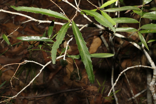 Image of Denhamia pittosporoides by (c) Greg Tasney, some rights reserved (CC BY-SA)