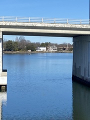 Pelecanus occidentalis