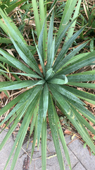 Yucca flaccida