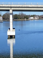 Pelecanus occidentalis