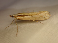 Orocrambus ramosellus