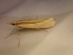 Orocrambus ramosellus