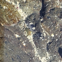 Hyalidae
