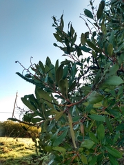 Heteromeles arbutifolia
