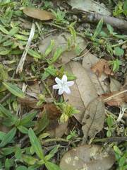 Ruellia caroliniensis