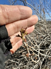 Toxicodendron diversilobum