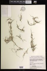 Utricularia resupinata